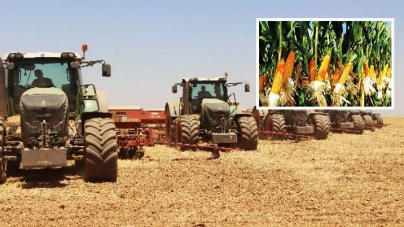 Urfa’da ikinci ürünün ekimine başlandı