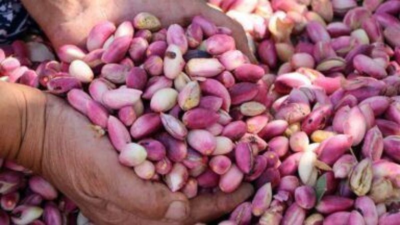 Tüysüz Urfa fıstığına sahip çıktı