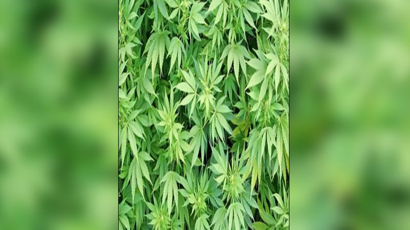 Urfa'da evinin bahçesine kenevir eken kişi aranıyor !