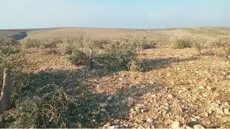 Hilvan'da yüzlerce fıstık ve zeytin ağacı katledildi
