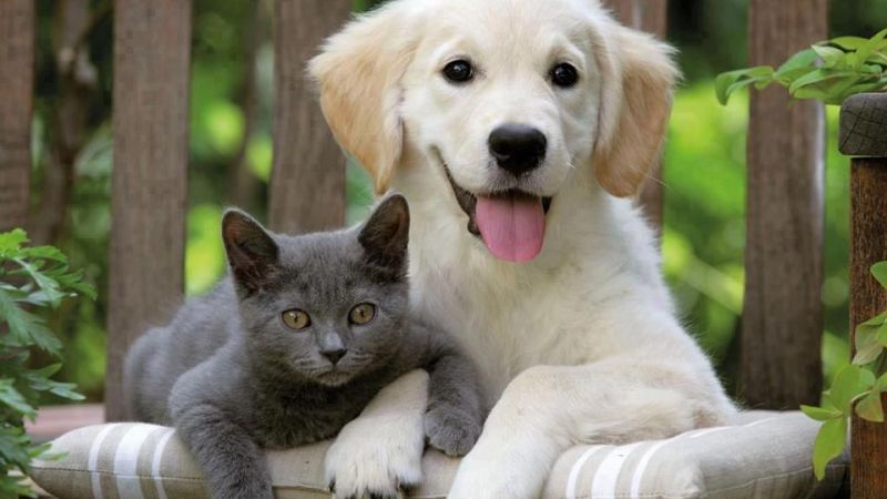 O hayvanlar 14 Temmuz'dan sonra satılmayacak