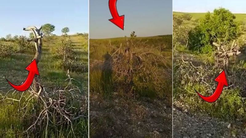 Urfa’da yine fıstık ağacı katliamı!