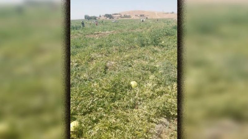 Karpuz çiftçinin elinde kaldı