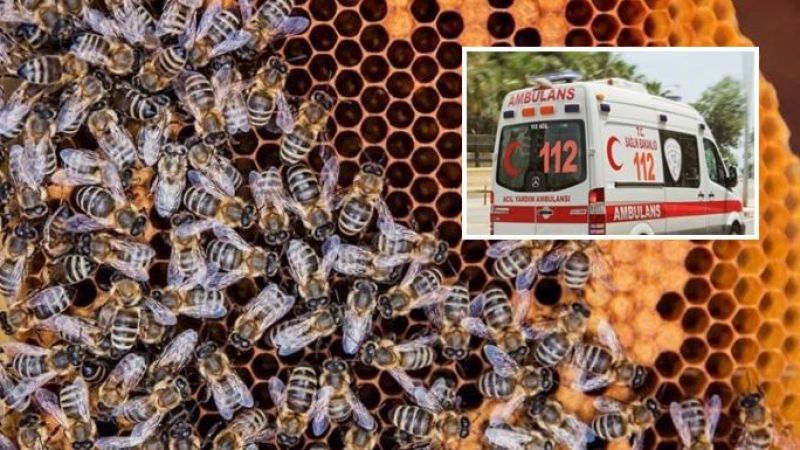 Urfa’da arılar bir kişinin canını aldı