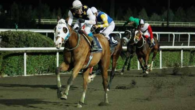 Urfa'da resmi at yarışları sezonu açılıyor