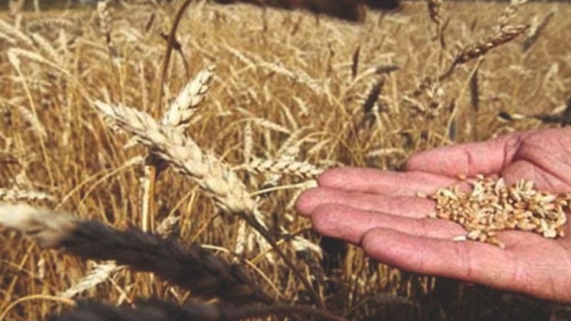 Çiftçi, buğday ve arpa alım fiyatını nasıl karşıladı?