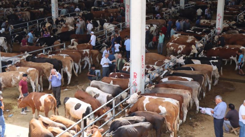 Modern hayvan borsasında bayramı hareketliliği