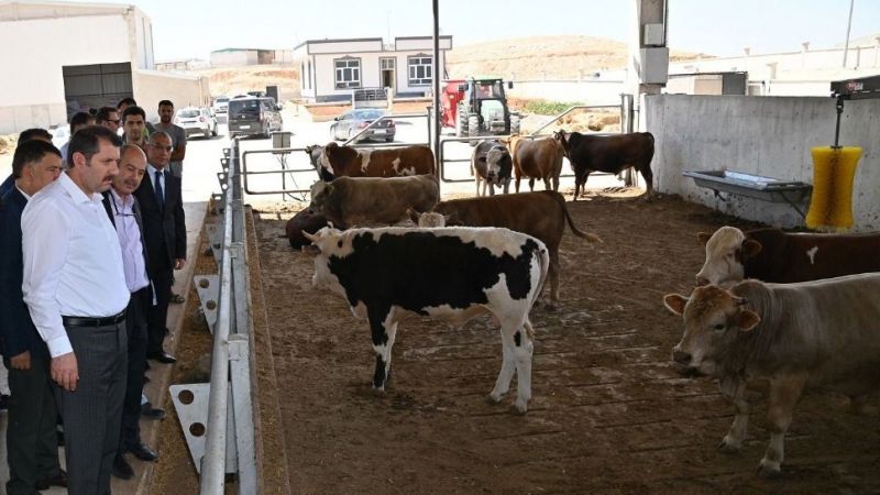 Hayvancılıkta yeni umut!