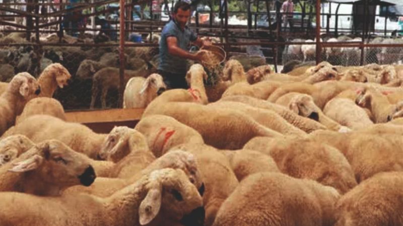 İşte güncel kurbanlık fiyatları 