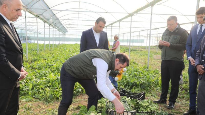 Vali Ayhan, Bozova'da soğan hasadına katıldı