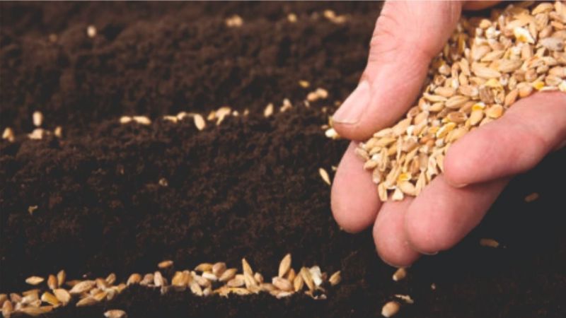 Hibrit buğday tohumu toprakla buluşuyor
