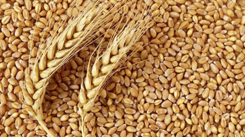 BUĞDAY YERİNDE SAYDI ARPA VE MISIR FİYATLARI ARTTI