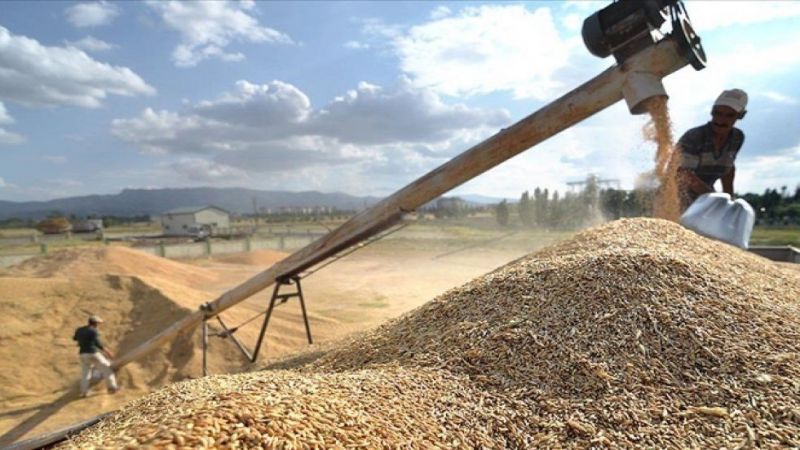 Buğdayda hayal kırıklığı