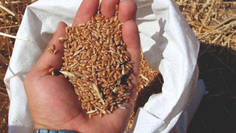 Buğdayda TMO belirsizliği 