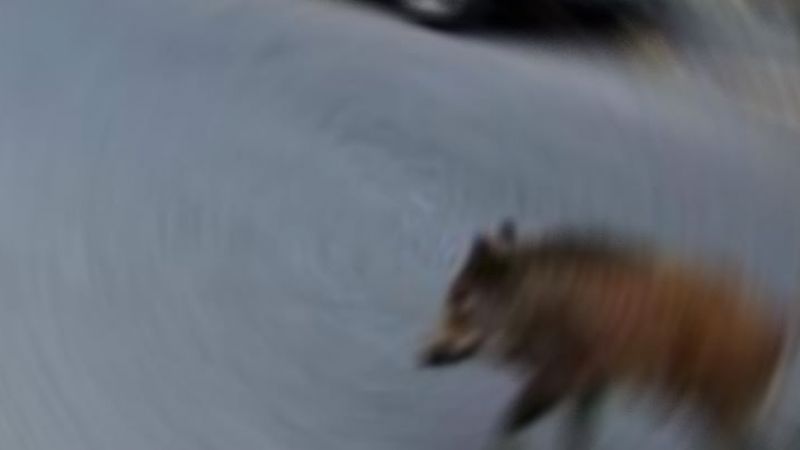 Yola çıkan domuz arabanın altında kalarak telef oldu