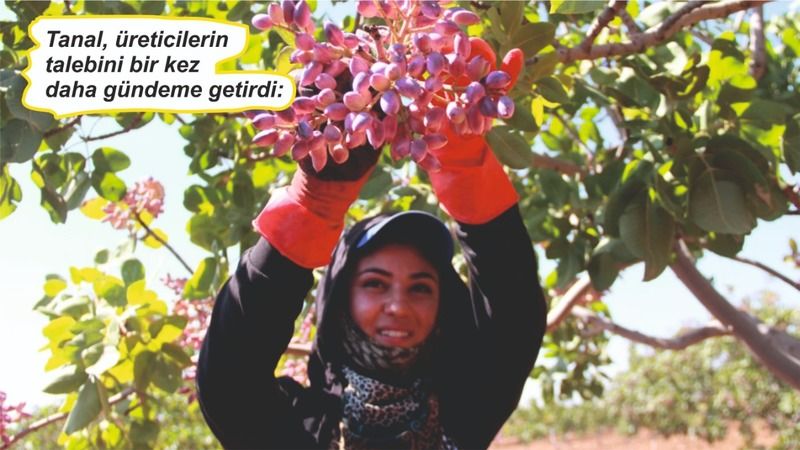 Fıstığa taban fiyat istiyoruz