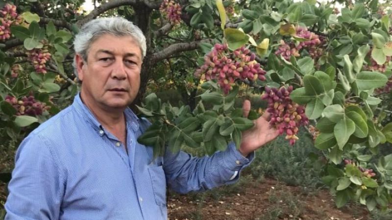 Urfalı fıstık üreticileri ne bekliyor? Melik anlattı