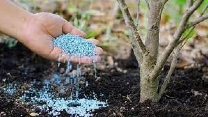 Gübrede karaborsacılık mı yapılıyor?