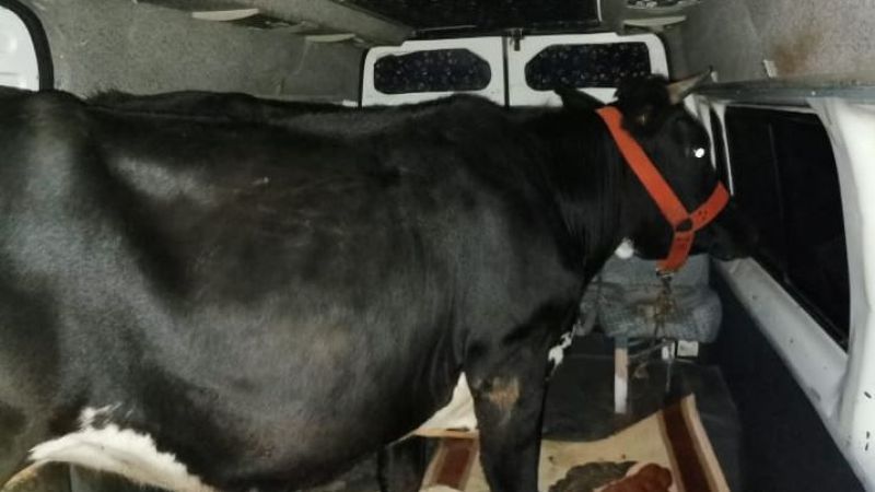 Urfa’da hayvan hırsızlarına operasyon: 3 tutuklama