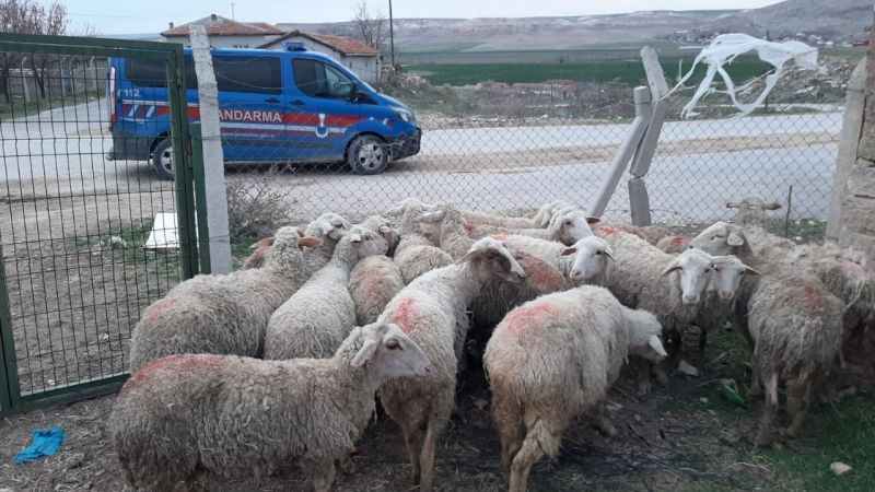 Koyun hırsızları Jandarma'nın takibinden kurtulamadı