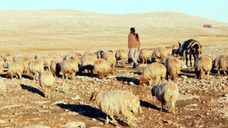 Hayvancılıkta yaşanan darboğazın nedenleri 