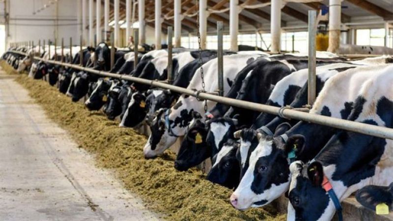 Küçük aile işletmelerine yüzde 50 hibe 