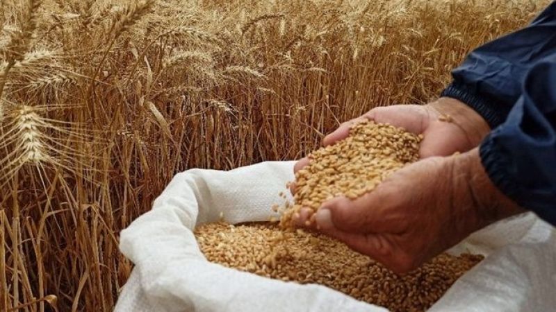 Tahıl gemileri buğday ve arpa fiyatlarını nasıl etkiliyor?