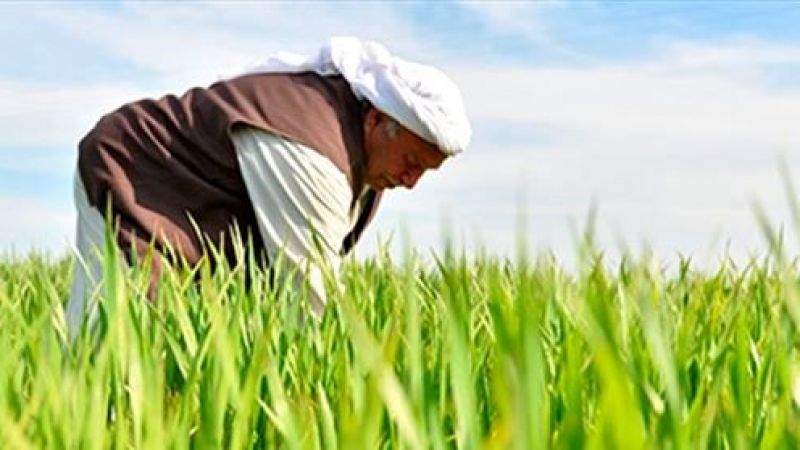 Urfa çiftçisi ek gübre ve ilaç desteği istiyor