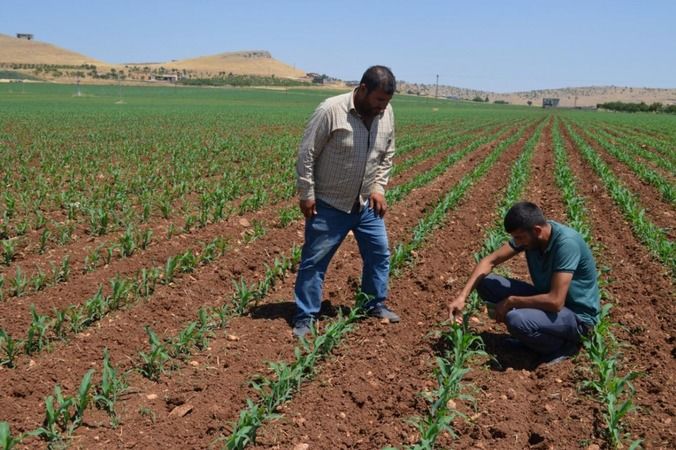 Urfa çiftçisi birikmiş elektrik borcunu ödeyemiyor