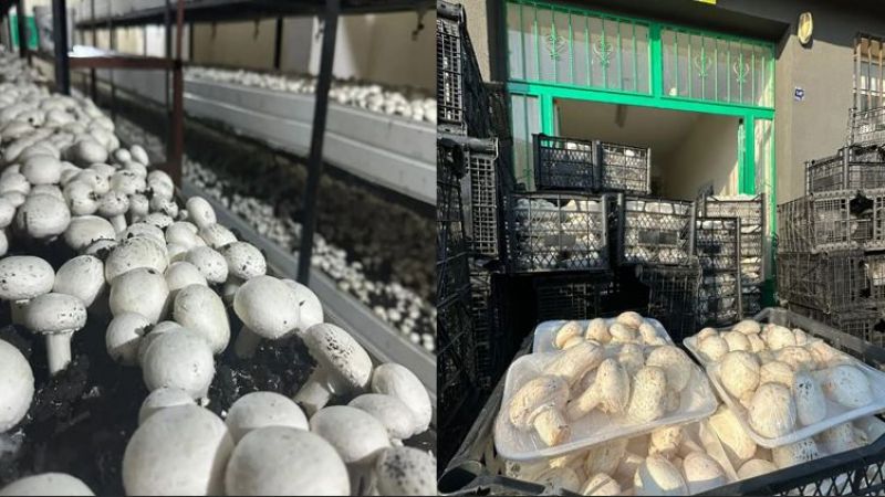 Urfa’nın bu lisesi ‘kültür mantarı’ yetiştiriyor !