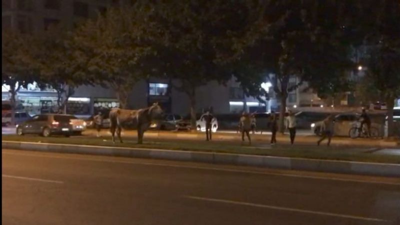 Urfa’da kaçan kurbanlık trafiği alt üst etti