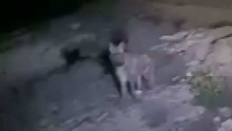 Çizgili sırtlan Urfa’da görüntülendi