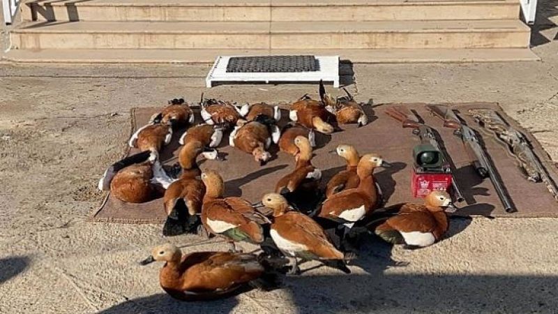 Siverek'te kaçak avcılara geçit verilmedi !