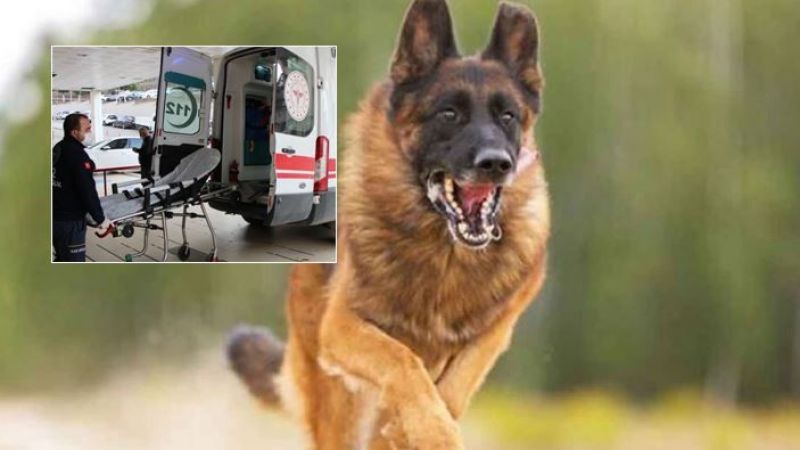 Üniversite öğrencisine başıboş köpekler saldırdı