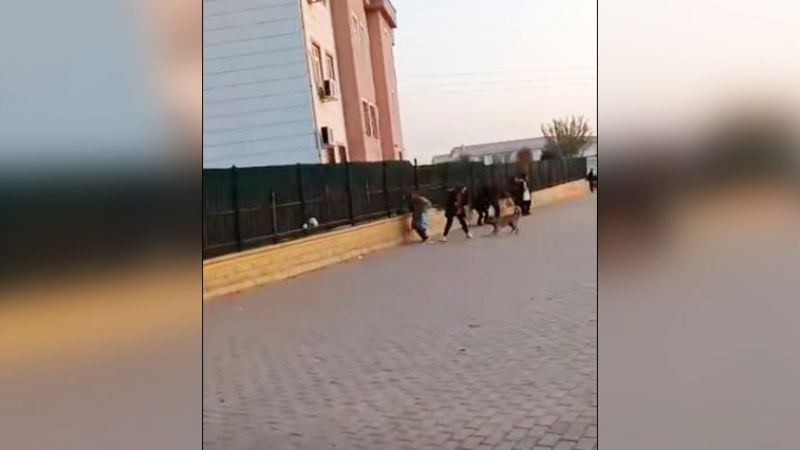 Urfa’da köpek tehlikesi gitgide büyüyor !