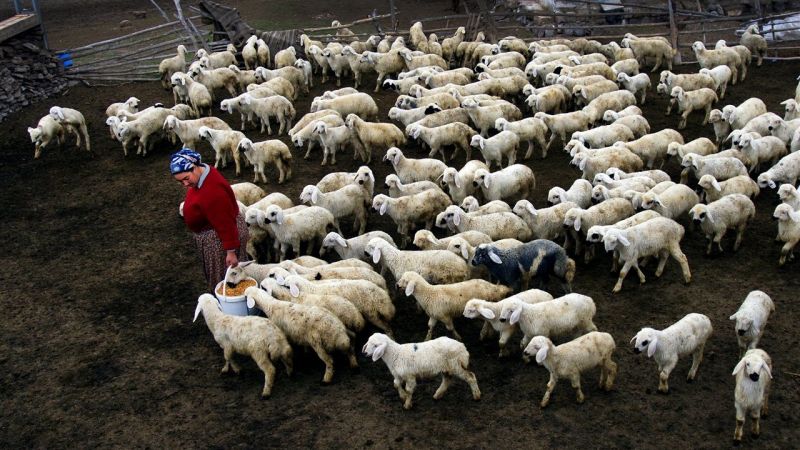 Jandarma çalınan koyunları buldu 