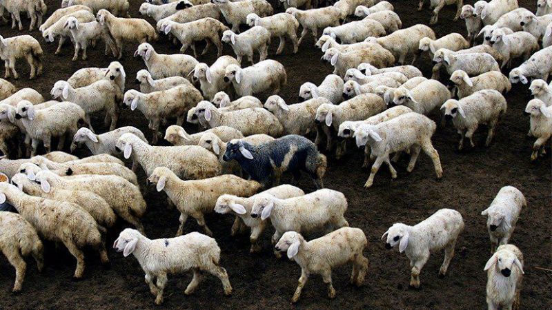 Tek bir imzayla Suriye'den 50 bin kuzu ticareti!