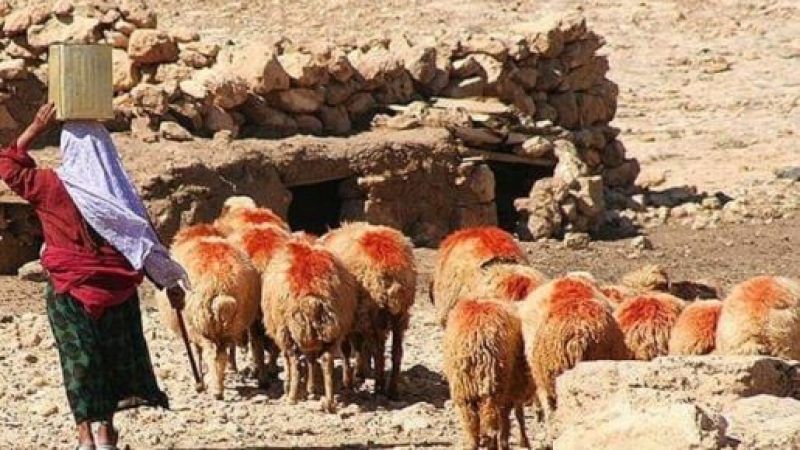 Urfa'da besicilik artık karın doyurmuyor