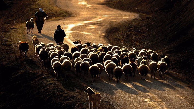'Fiyat istikrarı için küçükbaş hayvancılık geliştirilmeli