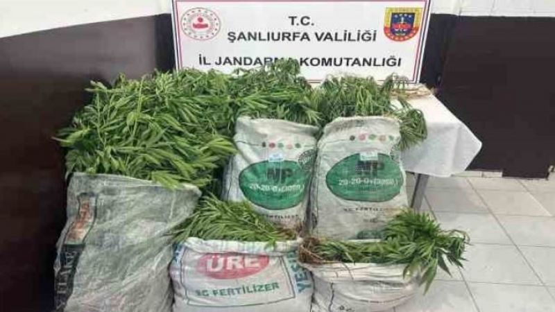 Urfa’da 2 bin kök esrar ele geçirildi