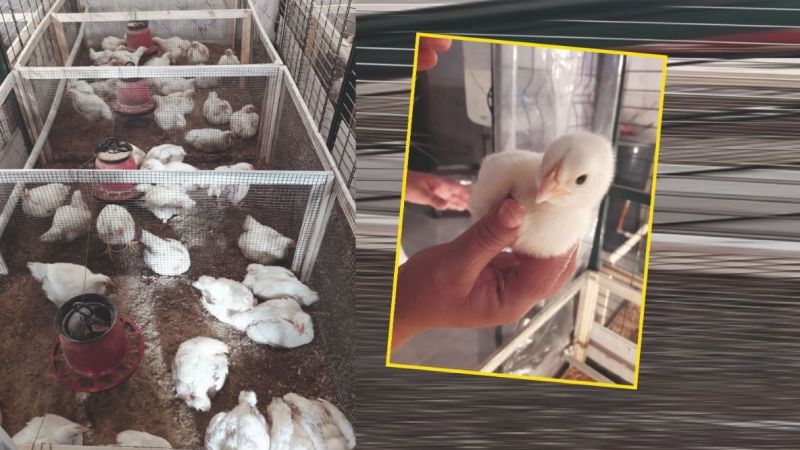 Urfa'da kümes hayvanlarını sıcaklık stresinden kurtaracak proje