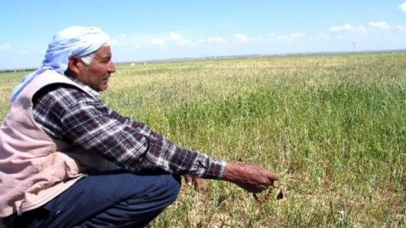 Urfa çiftçisine güzel haber