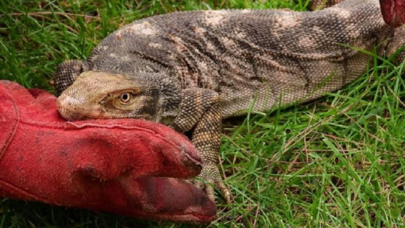 Tedavi edilen çöl varanı doğal yaşamına salındı