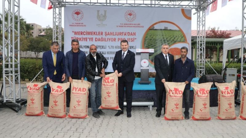 Mercimek'te büyük hedef için kollar sıvandı