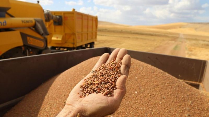 Urfa mercimeğine milli doping geliyor