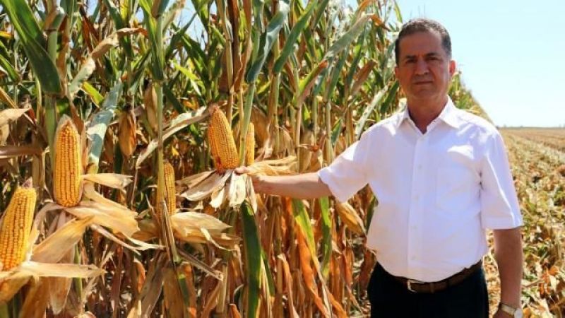 Urfalı Mısır üreticileri hayal kırıklığı yaşıyor