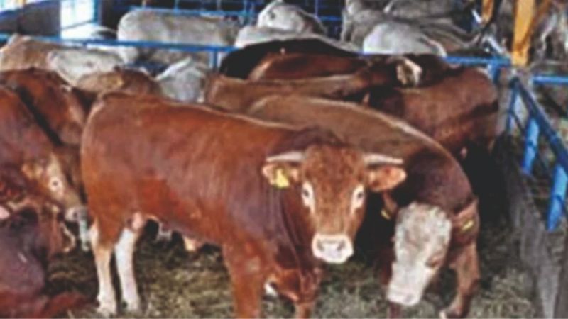 Kasaplık hayvan ithal ediliyor