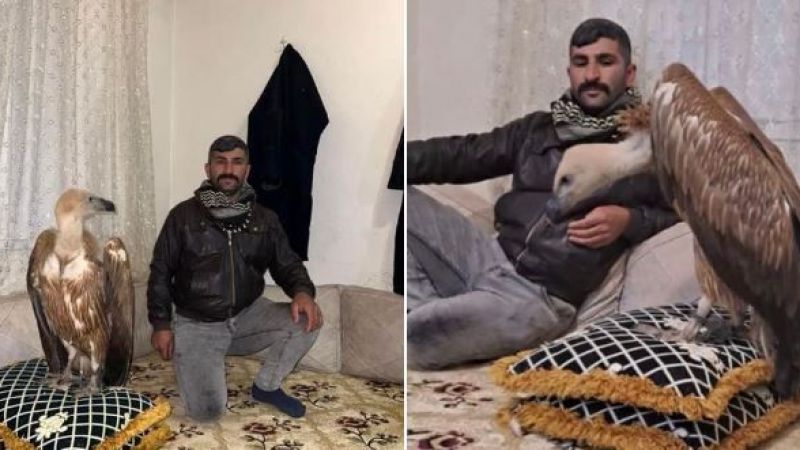 Akbaba da etçil sahibi de …