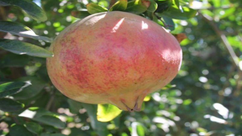 Avrupa Birliği'nden Suruç Narı kararı