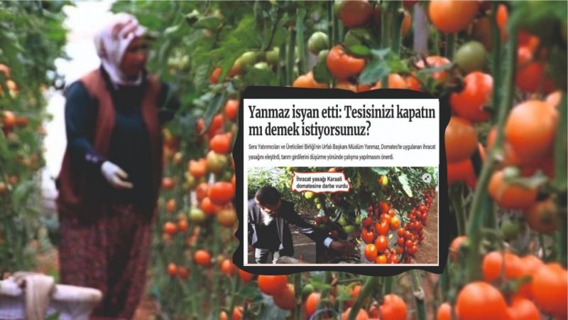 Tepkiler sonuç verdi, yasak kalktı